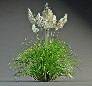 pampas grass 3d model