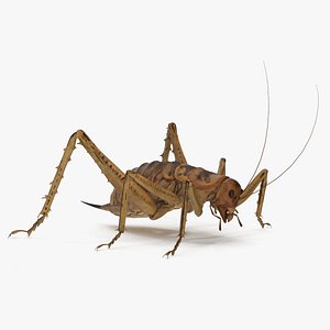 Weta Cricket