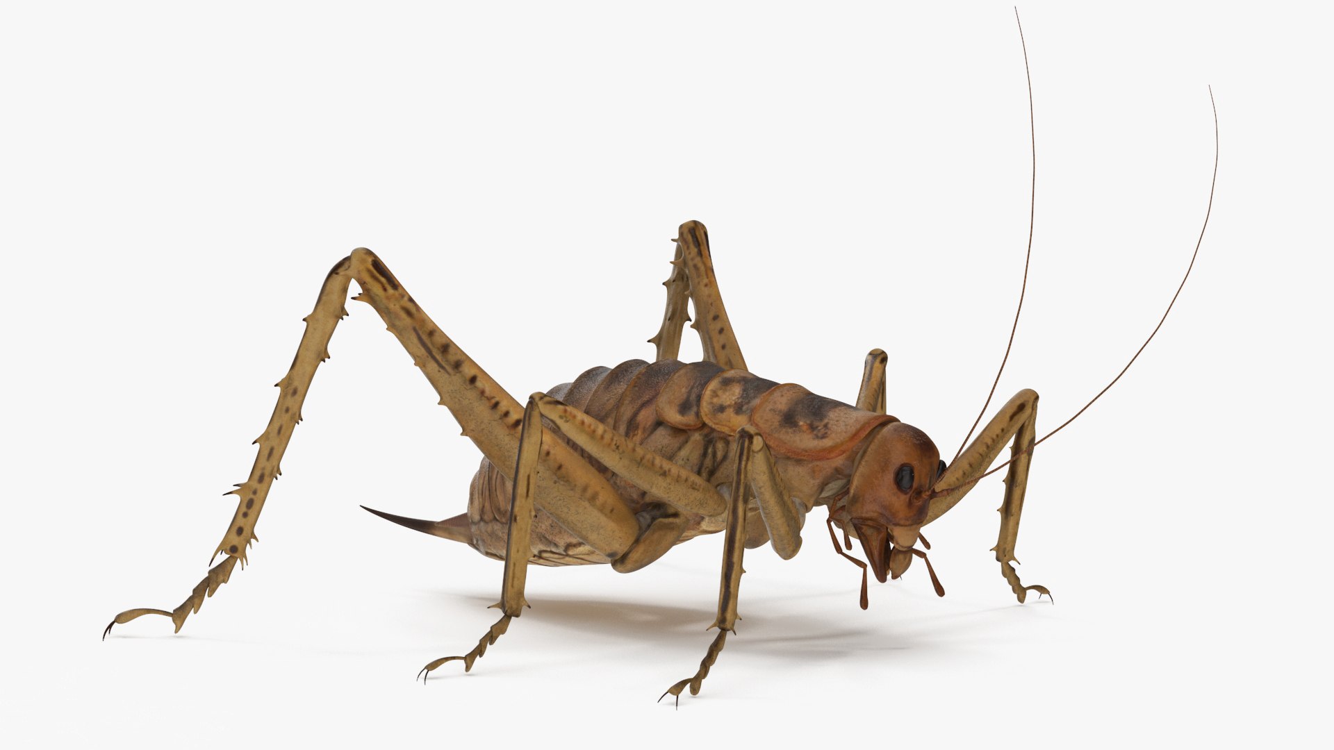 Weta Cricket 3D model preview