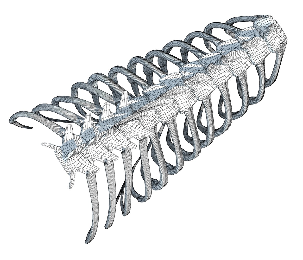 3D Lion Rib Cage Model - TurboSquid 1177712