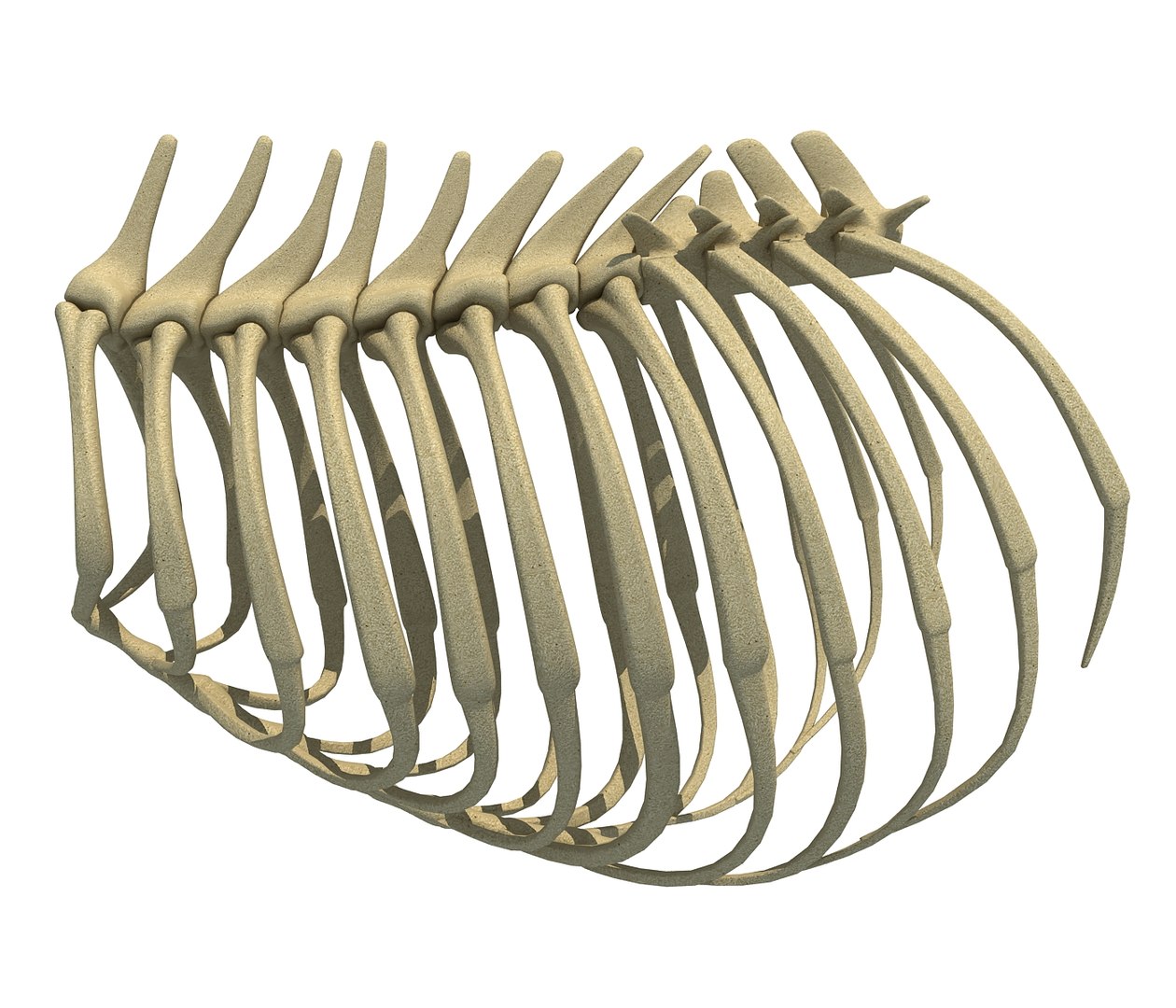 3D Lion Rib Cage Model TurboSquid 1177712