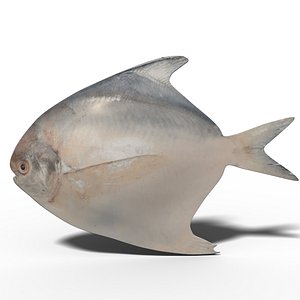 Pomfret Fish 3D model