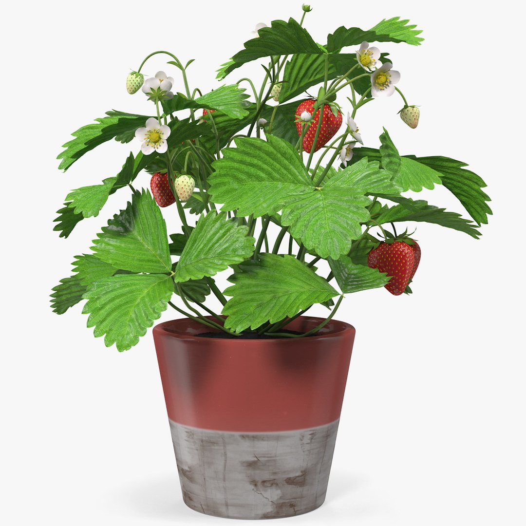 Strawberry Plant with Fruits in Pot 3D model preview