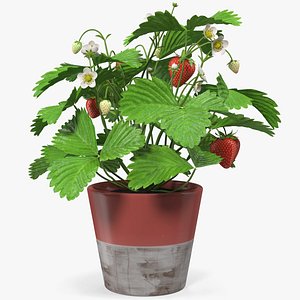 3D strawberry plant fruits pot