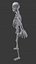 3d model skeleton