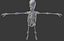 3d model skeleton