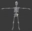 3d model skeleton