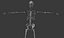 3d model skeleton