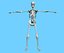 3d model skeleton