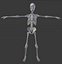 3d model skeleton