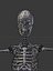 3d model skeleton