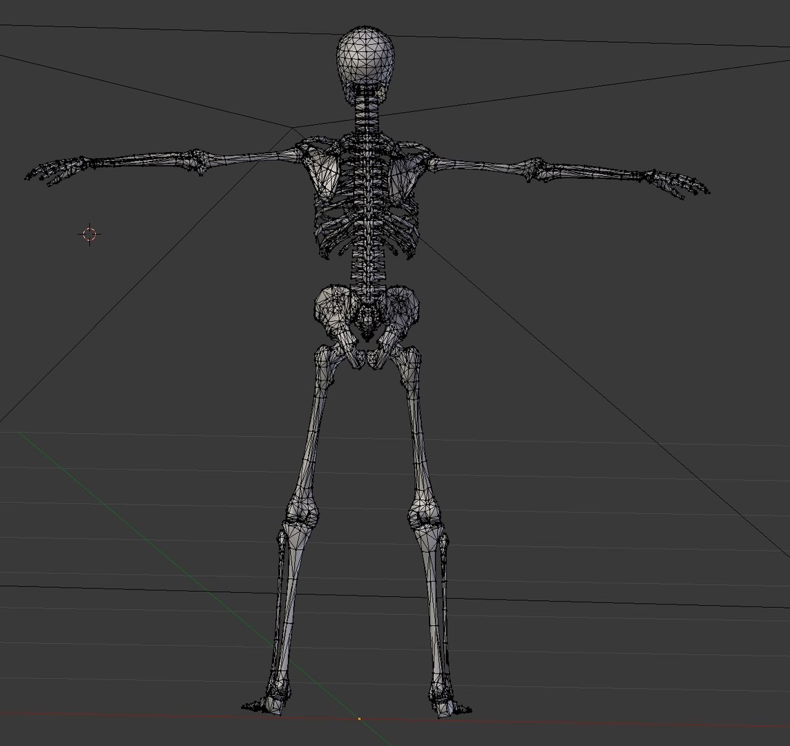 3d Model Skeleton
