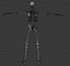 3d model skeleton