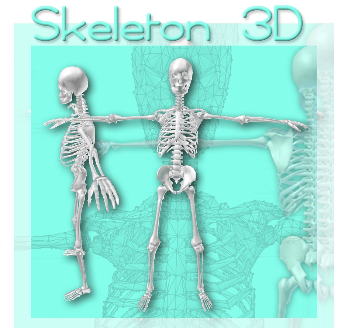 3d model skeleton https://p.turbosquid.com/ts-thumb/NS/IlwJUu/y9F2KvTv/skeleton3d/jpg/1365999475/1920x1080/fit_q87/10bf388655da5db7a46c568f13144edde11430e4/skeleton3d.jpg
