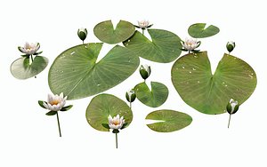 3D Water Lily model