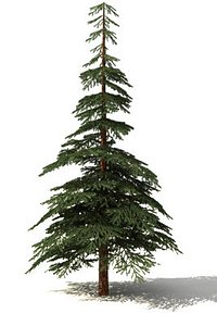 fir tree 3ds free