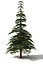 firtree 4