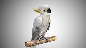 Cockatoo White Parrot Rigged Low Poly