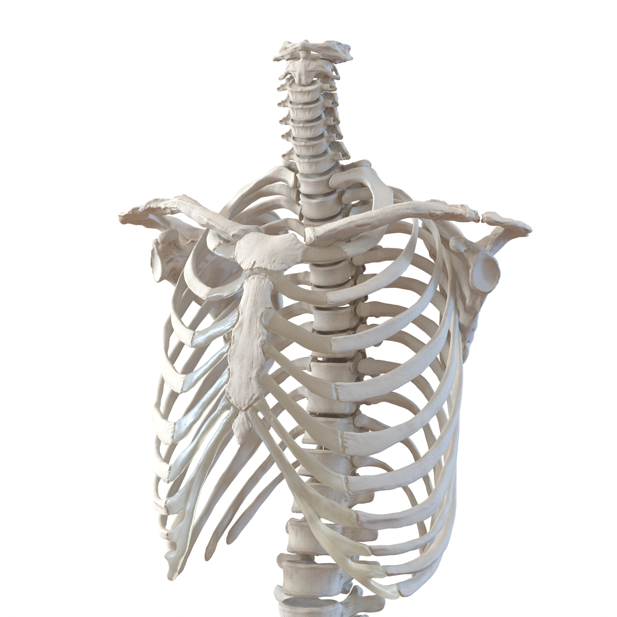 3d model male torso skeleton