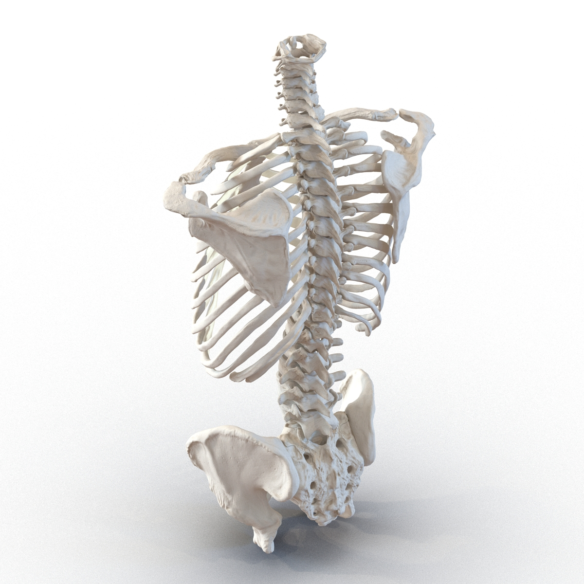 3d model male torso skeleton