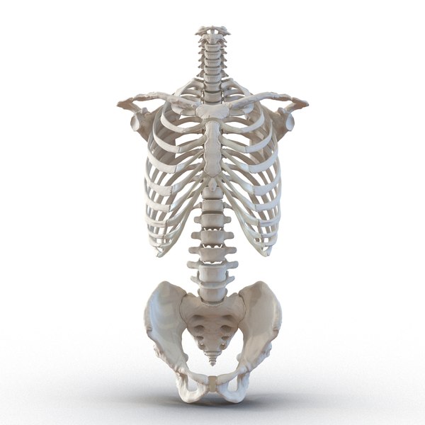 3d model male torso skeleton