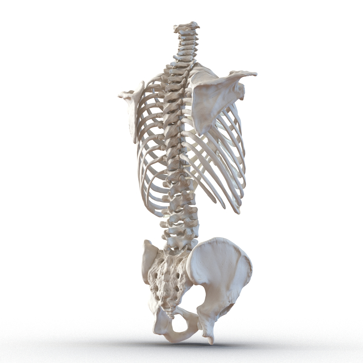 3d model male torso skeleton