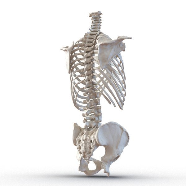 3d Model Male Torso Skeleton