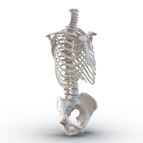 3d model male torso skeleton