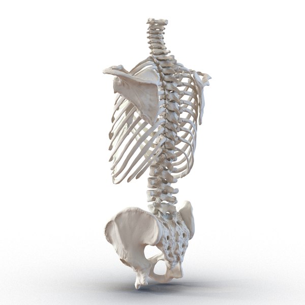 3d model male torso skeleton