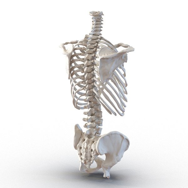 3d model male torso skeleton