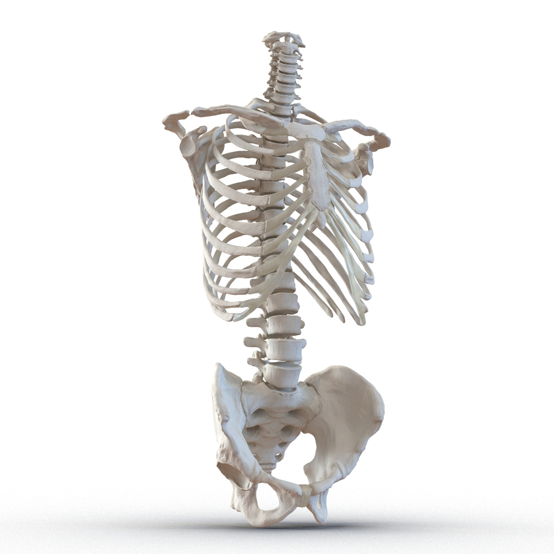 3d model male torso skeleton