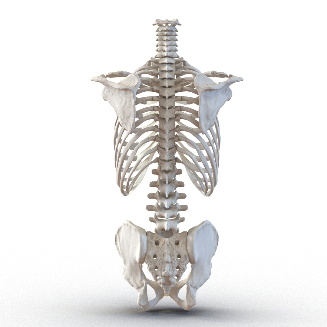 3d model male torso skeleton