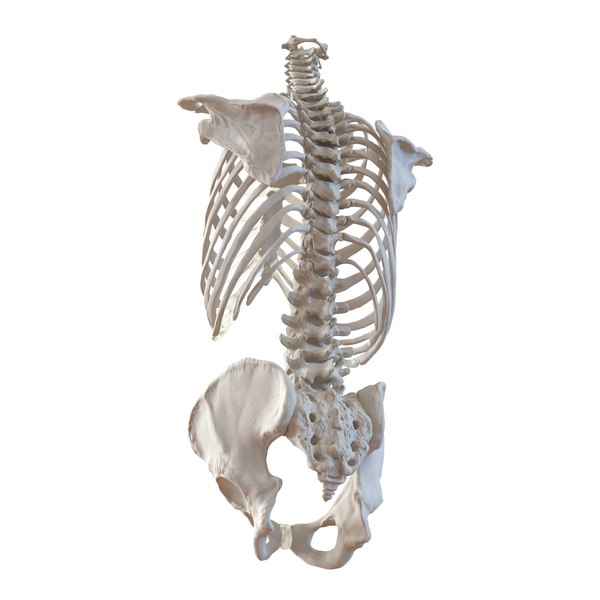 3d model male torso skeleton