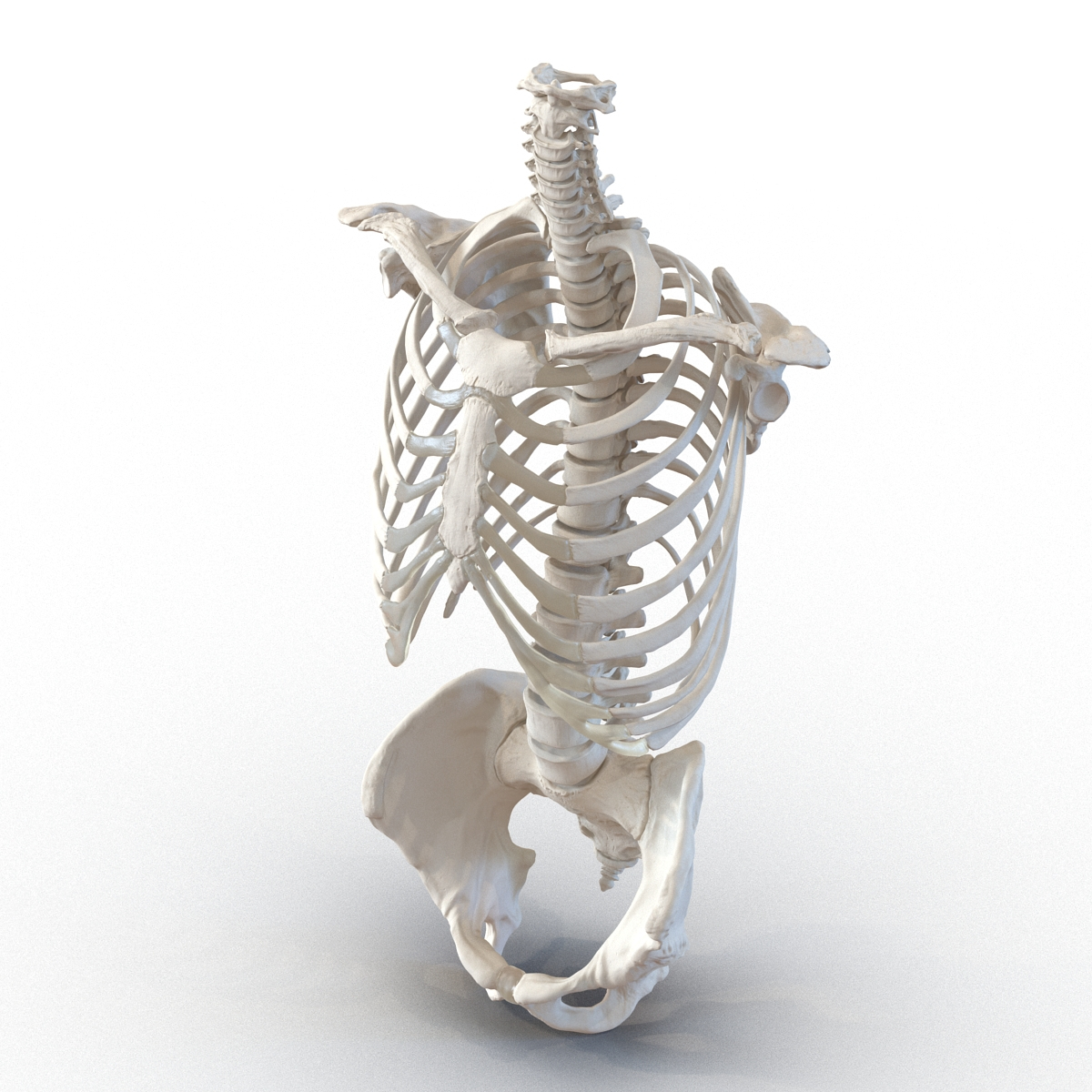 3d model male torso skeleton