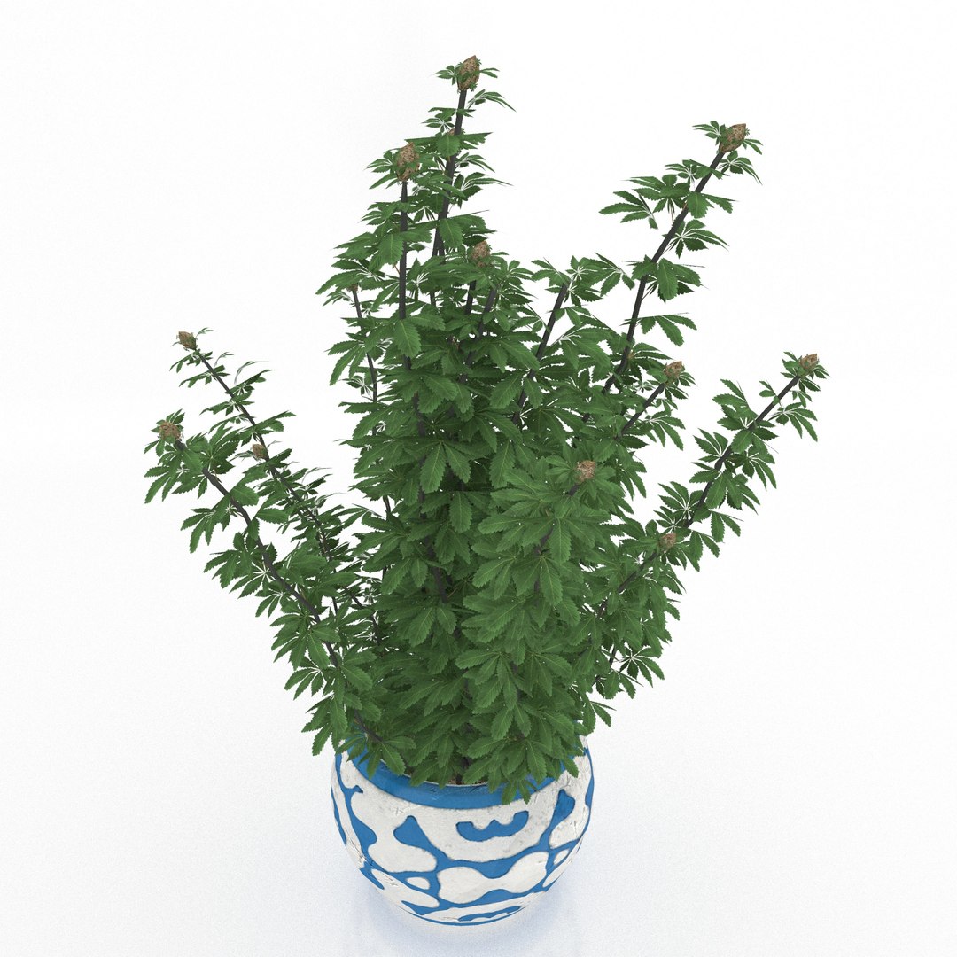Cannabis Pot Model - TurboSquid 1554056