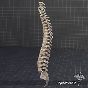 3d human vertebral column anatomy model