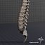 3d human vertebral column anatomy model