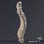 3d human vertebral column anatomy model