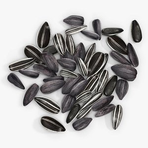 seed sunflower 3D model