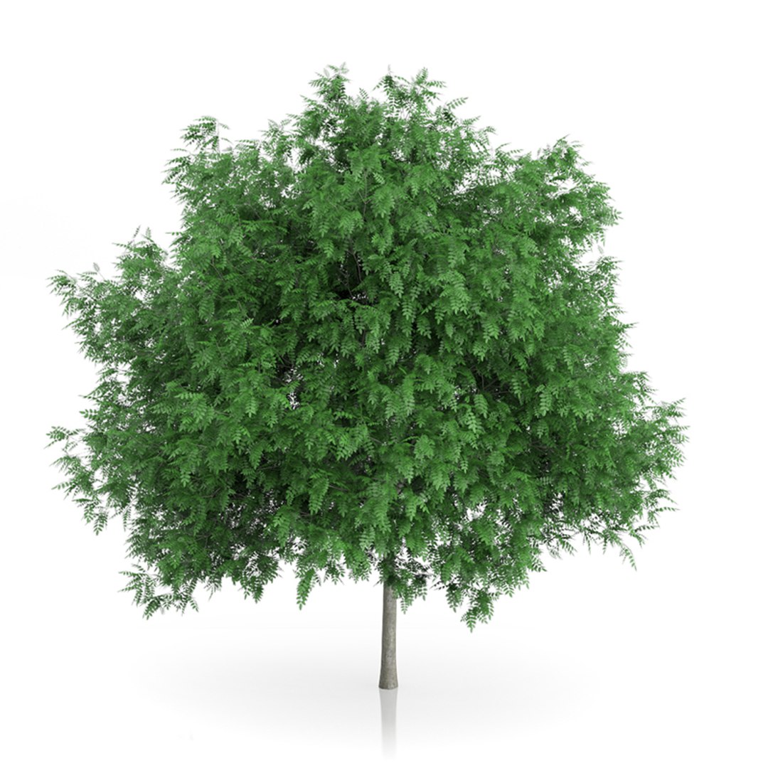 Max Rowan Tree Sorbus Aucuparia