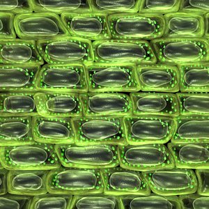 Plant cell microstructure