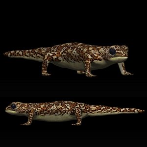 3D Gecko Lizard