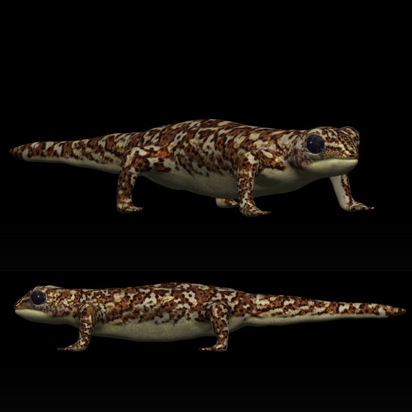 壁虎3d模型