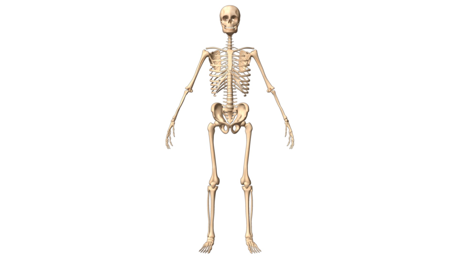 skeleton body 3d obj https://p.turbosquid.com/ts-thumb/NS/r3vHKL/5x11lpqL/skeletonsystem_06/png/1336829133/1920x1080/fit_q87/717c22956fb0bac68b758990cb5c94eadc81cc5b/skeletonsystem_06.jpg
