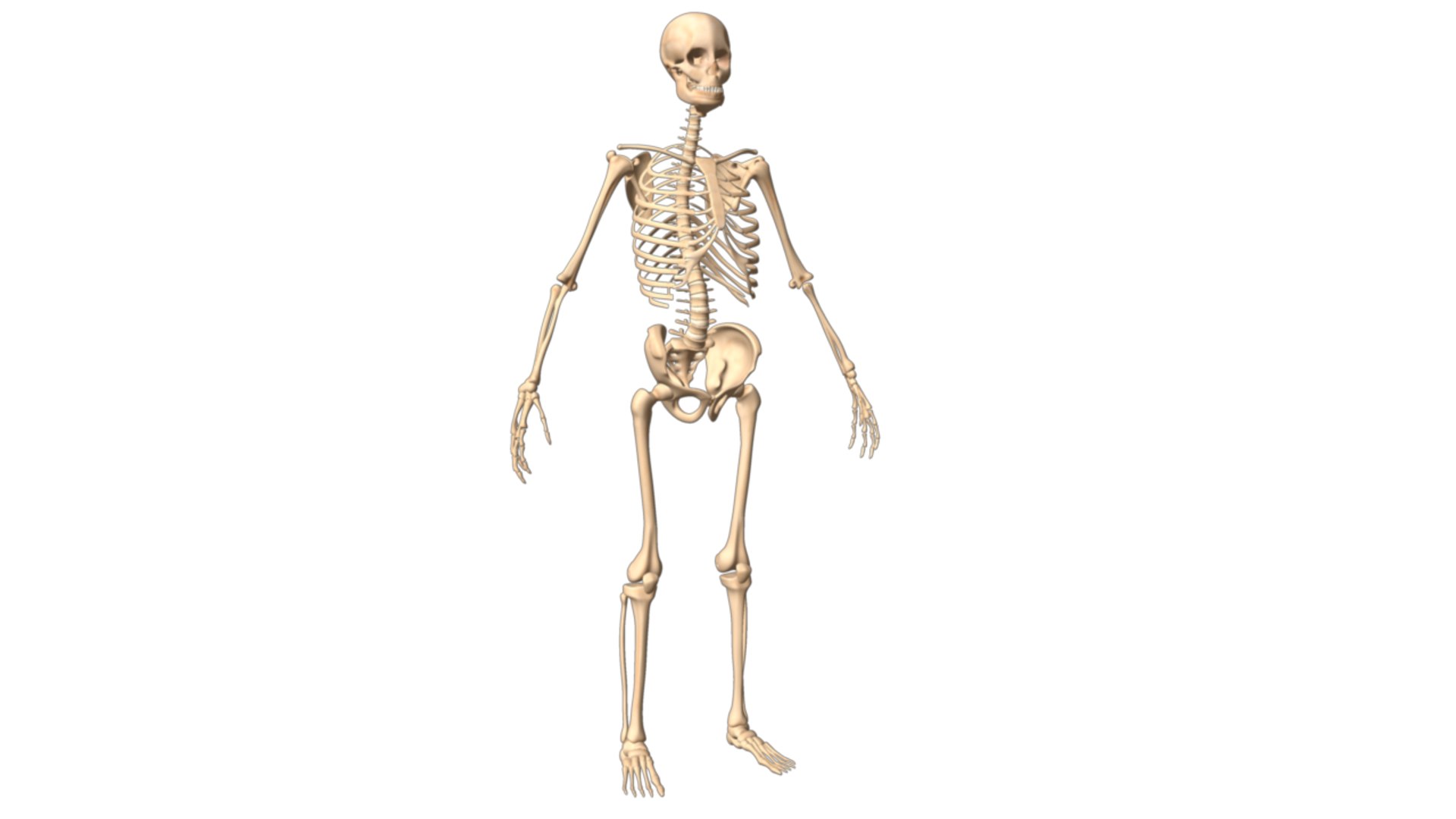 skeleton body 3d obj https://p.turbosquid.com/ts-thumb/NS/r3vHKL/CVrDBDO5/skeletonsystem_02/png/1337198644/1920x1080/fit_q87/11881eab56eb8a68a14e80562f868618b9933741/skeletonsystem_02.jpg
