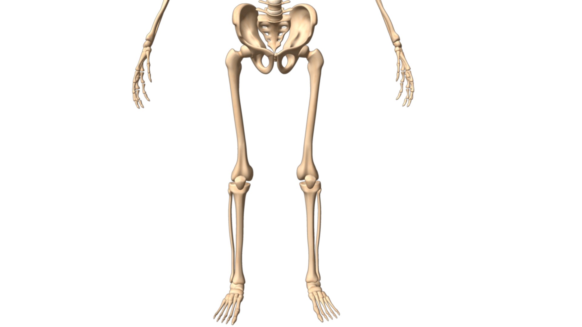 skeleton body 3d obj https://p.turbosquid.com/ts-thumb/NS/r3vHKL/OYN7F5im/skeletonsystem_05/png/1336829133/1920x1080/fit_q87/9b5864524cfd78652256fe8b07d57bed23856949/skeletonsystem_05.jpg
