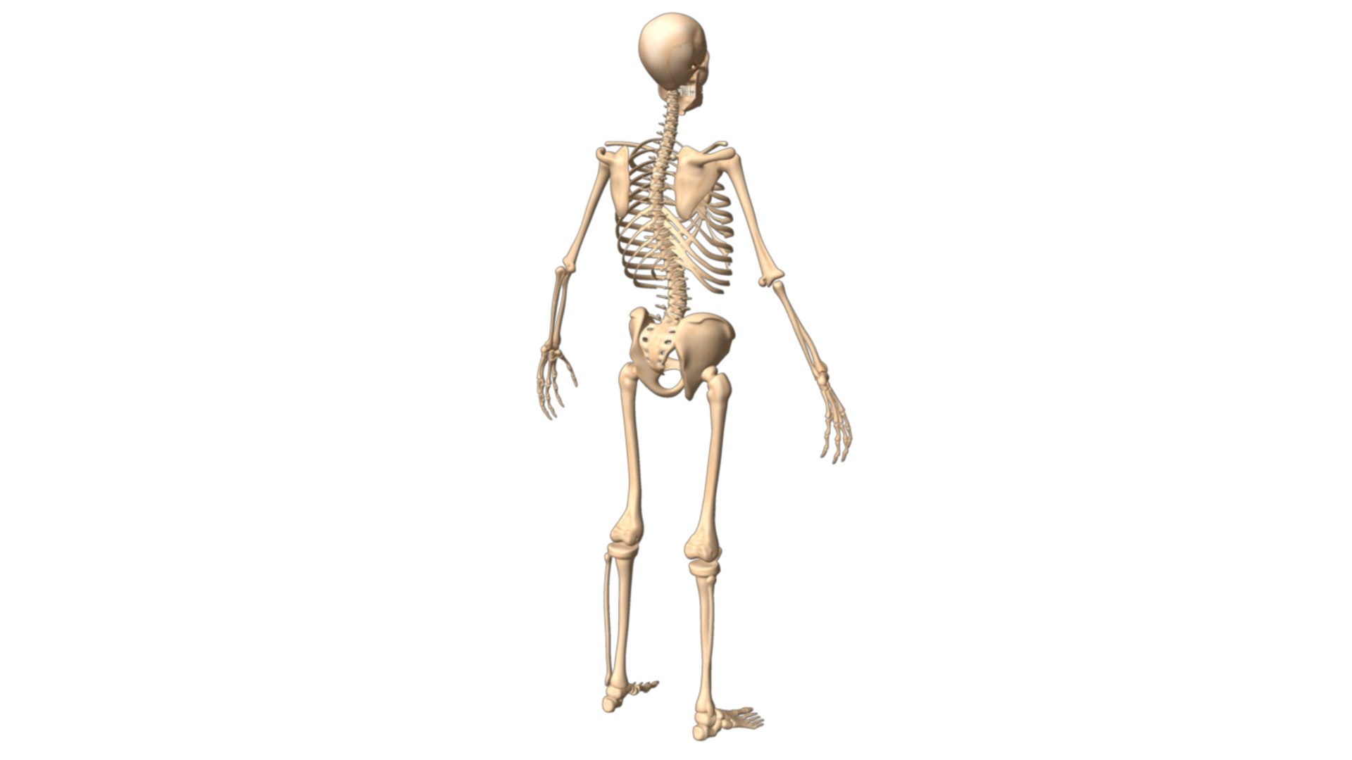 skeleton body 3d obj https://p.turbosquid.com/ts-thumb/NS/r3vHKL/QjMYbNxQ/skeletonsystem_03/png/1337198644/1920x1080/fit_q87/9b9f509e95b33d94a9d903a56b51348db4cb0e26/skeletonsystem_03.jpg
