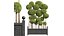 새로운 식물 Ficus Concinna 분재 가지치기10