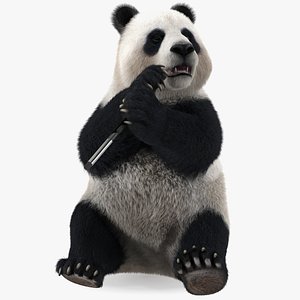 3D Giant Panda Sitting Pose Fur