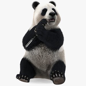 Giant Panda Sitting Pose Fur